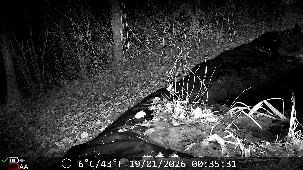 Trail cam : No, but where's the animal?? Spoiler alert: not hard to find
