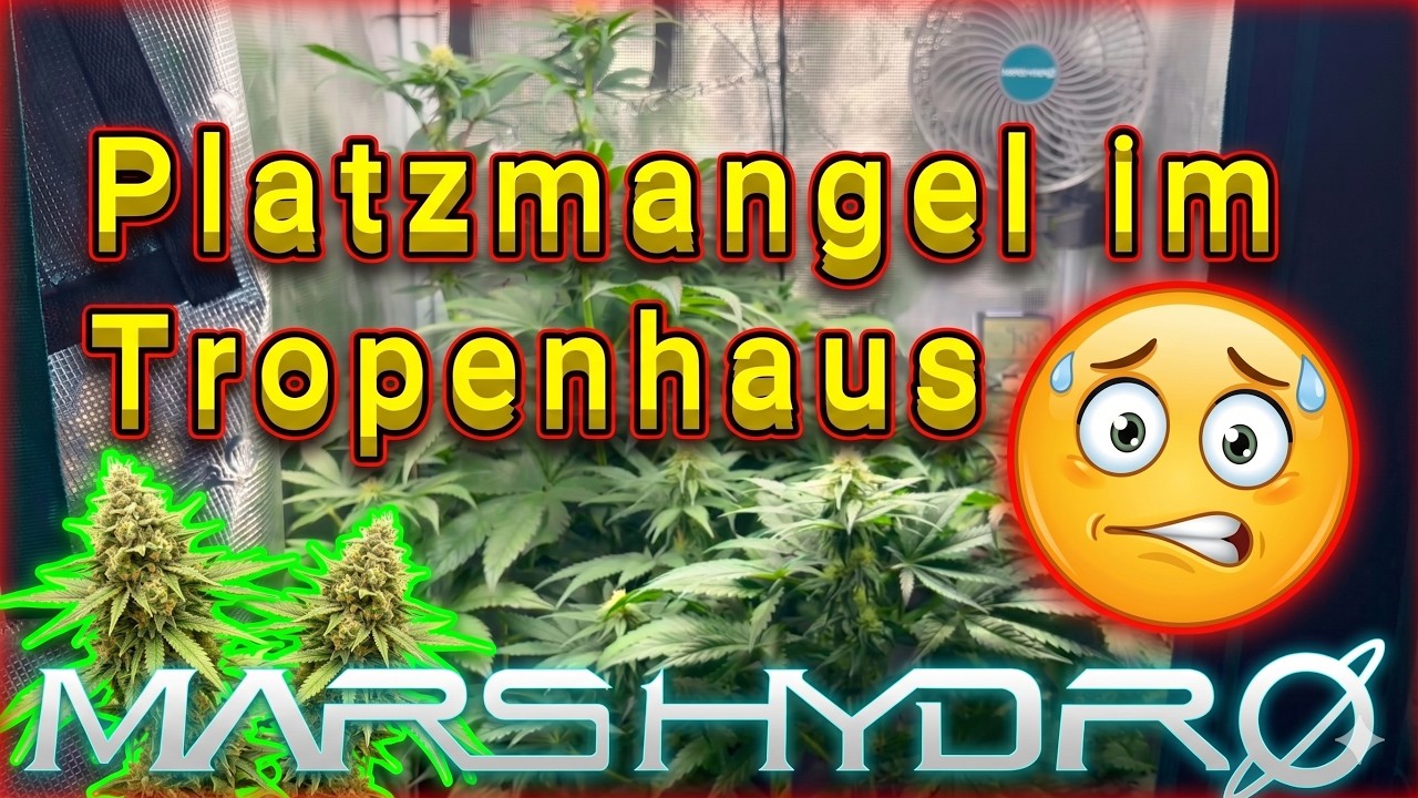 4. Bl&uuml;tewoche OG Kush & Purple Oreoz F1 🌱 Komposttee, Living Soil & Grow-Update | Moosartig
