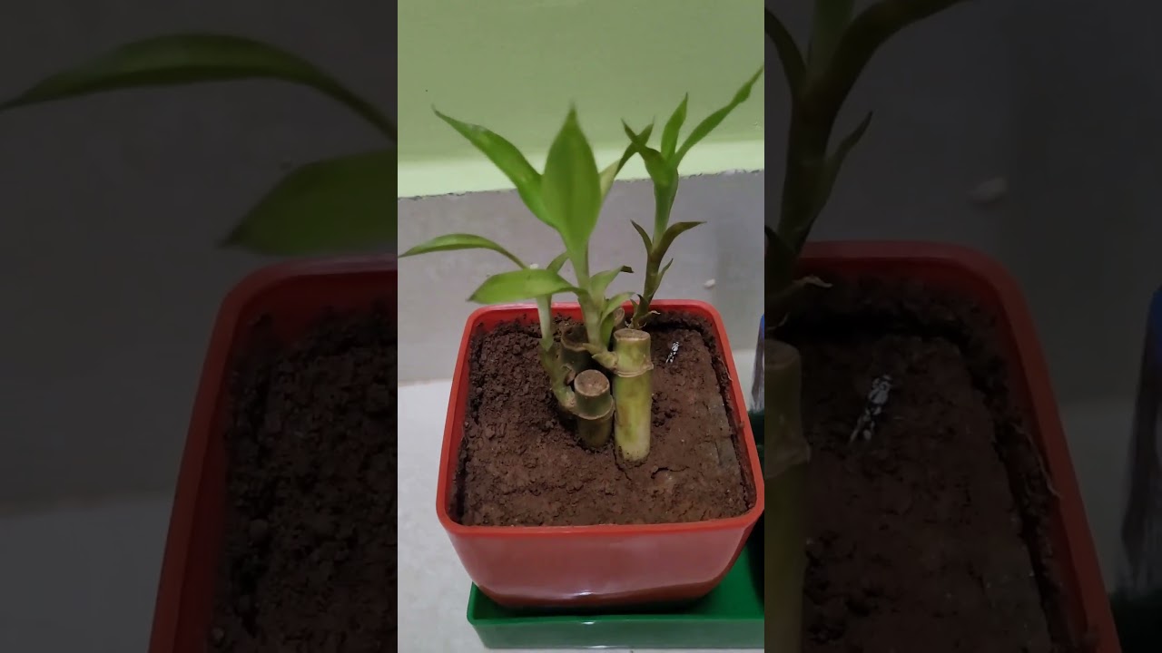 Indoor Plantation #plantation#plants#indoorplants#reels#viral#shorts#ytshorts#shortsfeed#shortsvideo