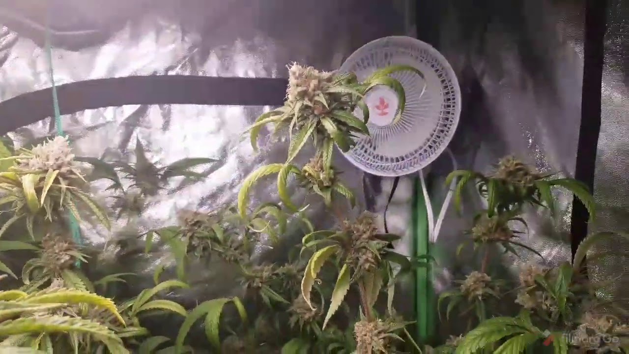 ARISE by Irie Genetics