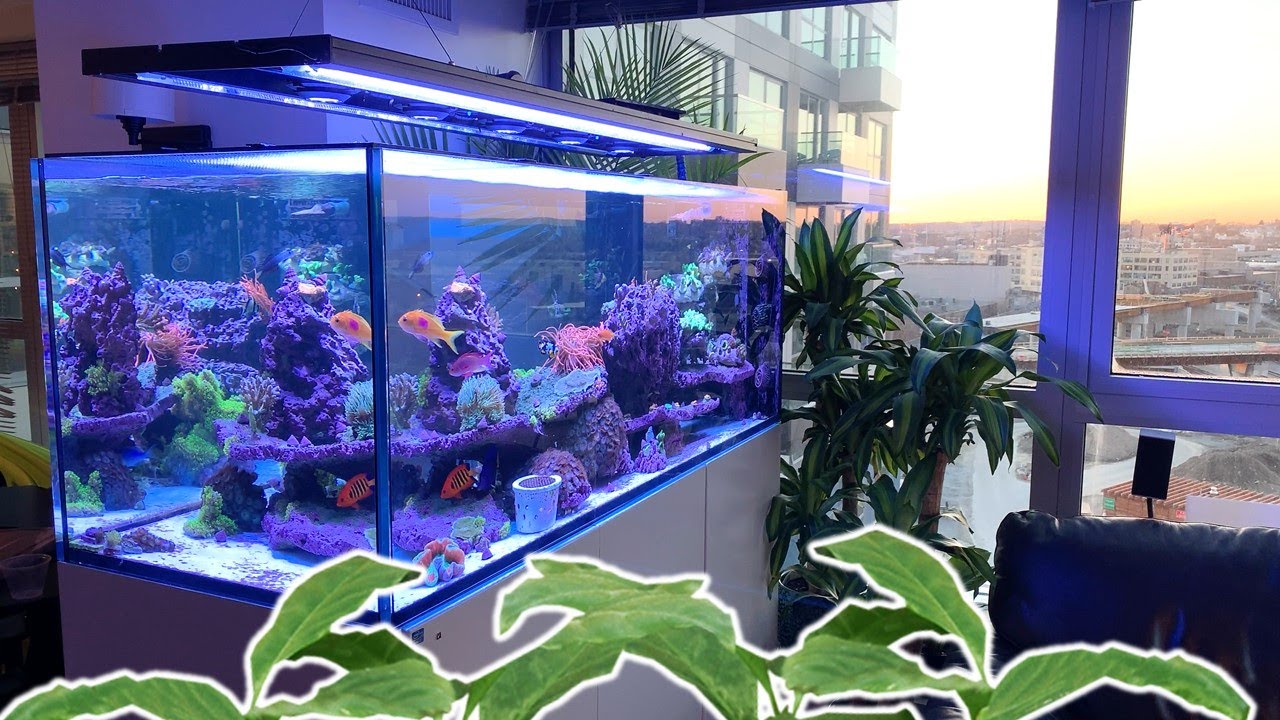 🌴 This will make your aquarium look awesome!