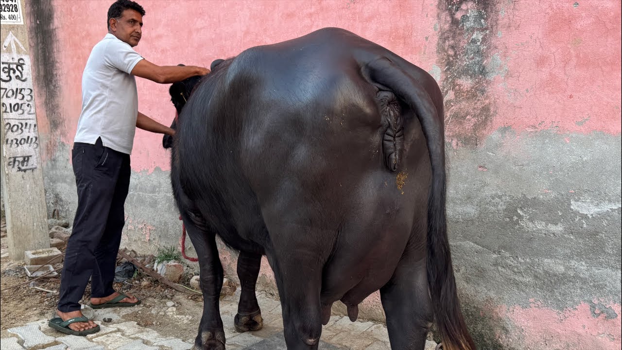 Live Milking || Empty Time || Village - Rajli (Hisar) Owner - Richpal 📱 94670 91114