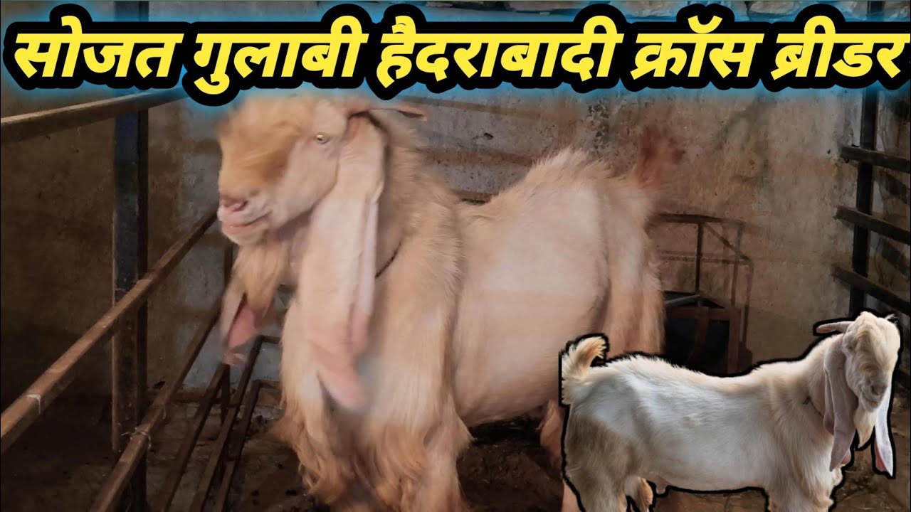 फार्म पर ब्रीडर कैसा होना चाहिए उसमें क्या-क्या क्वालिटी होनी चाहिए जाने इस वीडियो में ||सोजत part 2