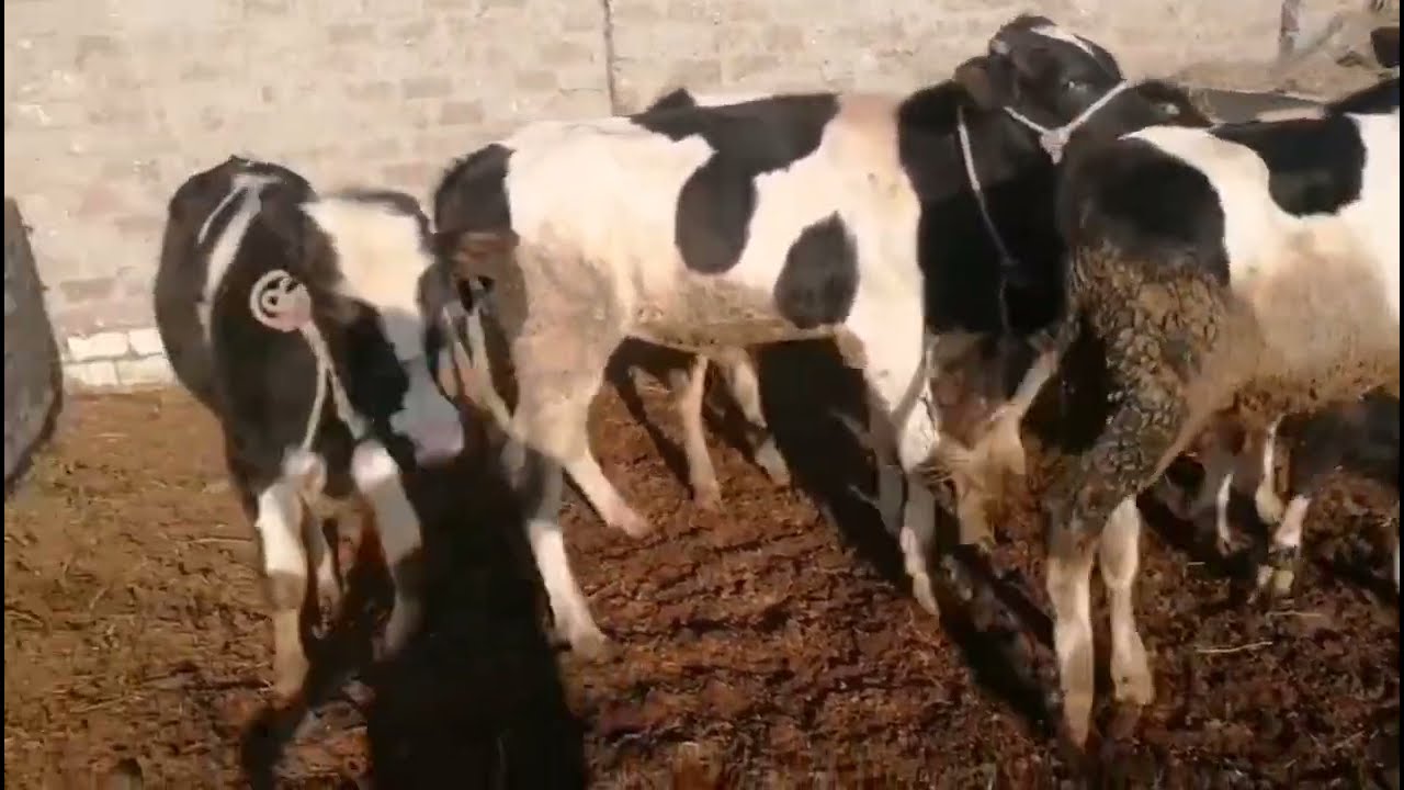 صنف فاخر خمس عجول قنيه عرض من مزرعه المعلم سعد الشربينى للتواصل/٠١٠٩٣٧٧٦٩٨٧