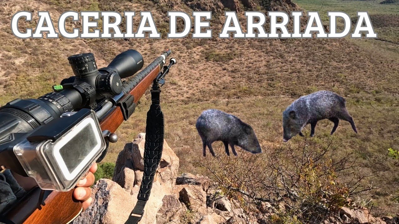 SALIERON LOS PECARIES🐗 , CACERIA DE ARRIADA EN LA MONTAÑA 🦌