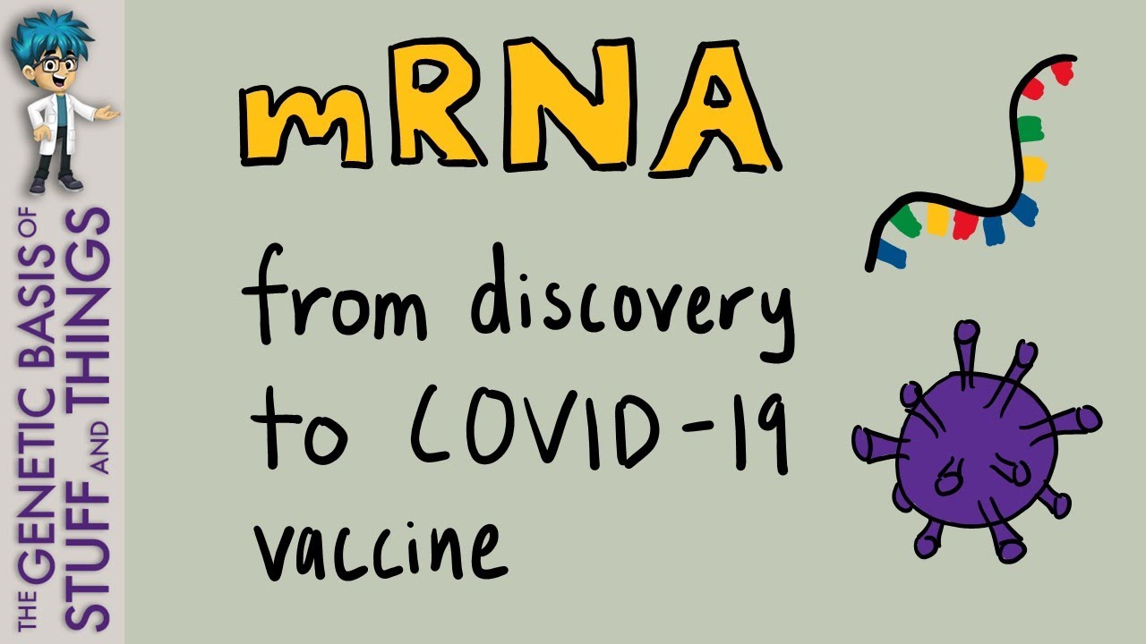 From discovery to COVID-19 vaccine – the journey of mRNA