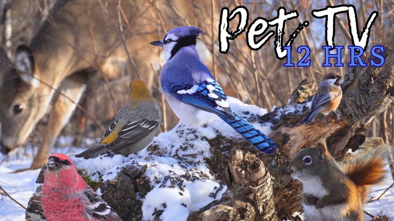 Cozy Winter With Birds and Squirrels 😻 12 Hour Compilation - Cat TV • Dog TV