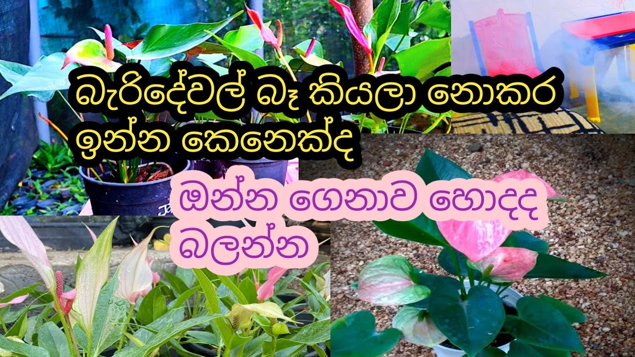 මල් හදන්න ආස අයට || බය නැතුව උත්සාහ කරමු