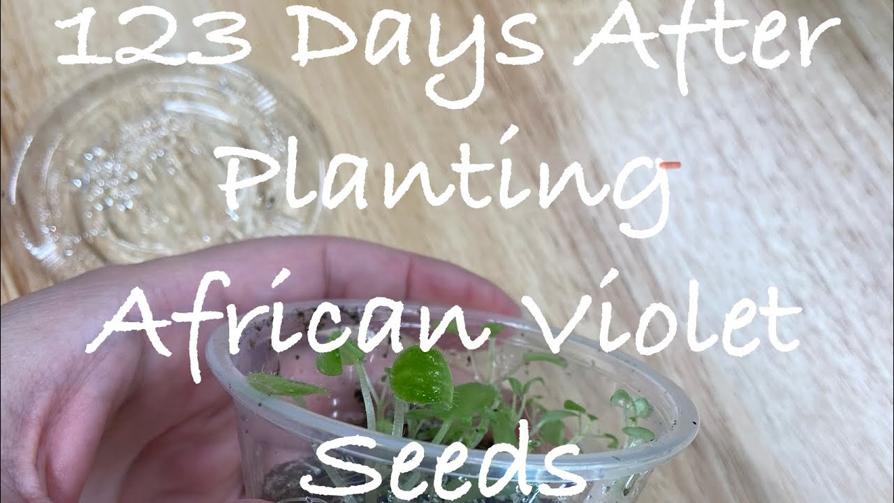 African Violet Hybridizing 123 Days After Planting Seeds