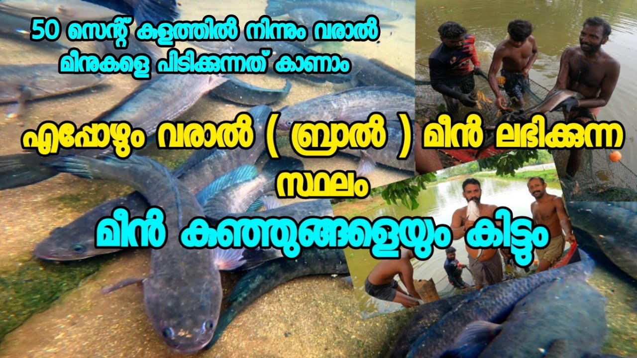 ഇവിടെ നമുക്ക് വരാൽ മീനിനെ എന്നും ലഭിക്കും AJU'S WORLD