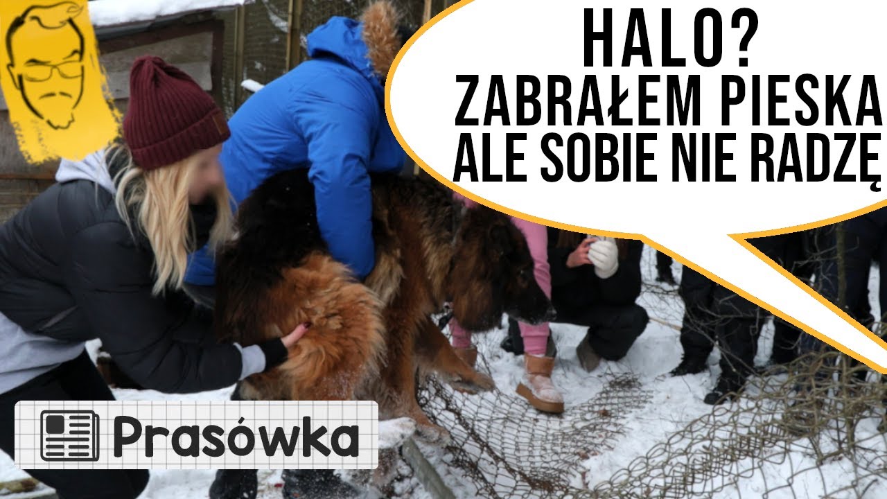 Ludzie już zwracają psy zabrane z Sobolewa | Przegląd Idei #201 (26.01.2026)