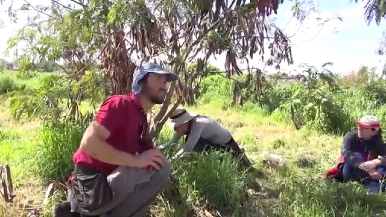 השרשת ייחורי גפן ישירות בשטח (קורס עומק, יער מאכל קדרון)