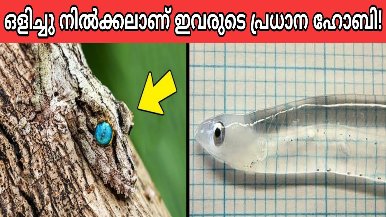 Top 10 CAMOUFLAGED Animals That Really Exist | Malayalam