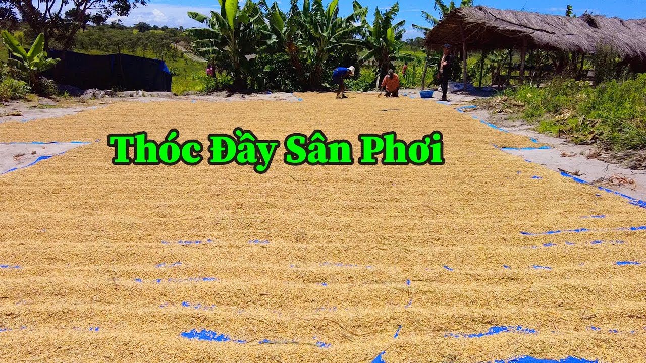 Quang Dũng || Được Ăn Cơm Là Một  Mơ Ước Nhưng Được Ăn Cơm Từ Lúa Trồng Được Ở Đây Là Một Kì Tích