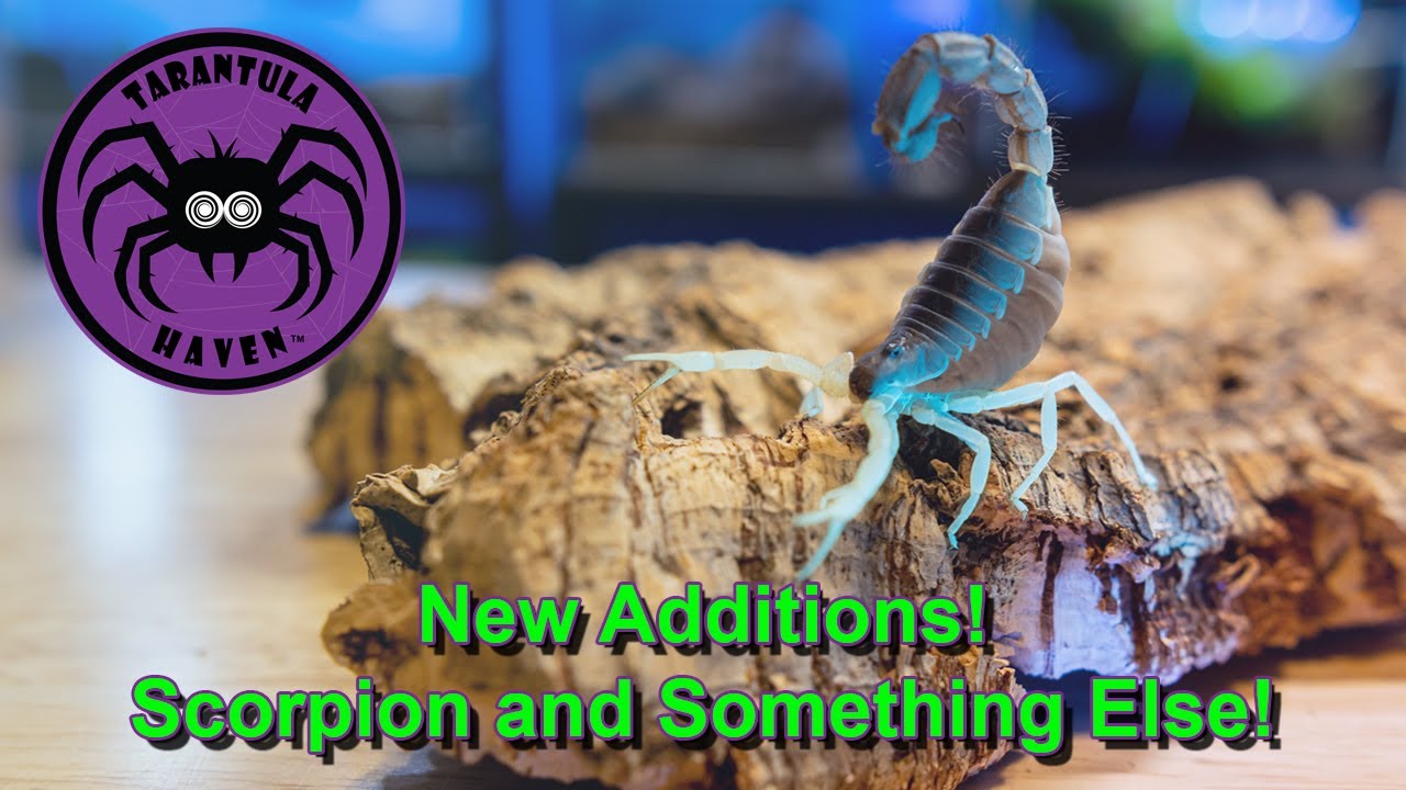 New Additions!  Scorpion and Something Else!