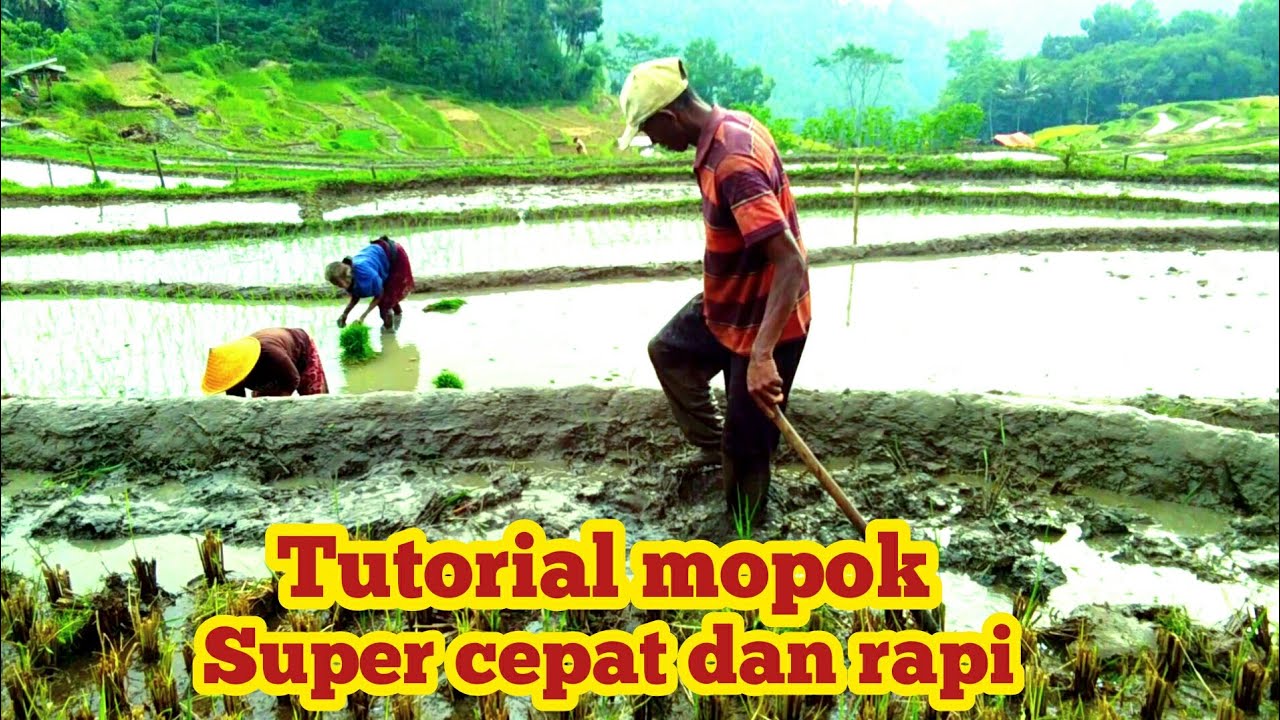 cara membuat pematang sawah cepat dan rapi tips dari kang Yat, Damainya hidup di desa