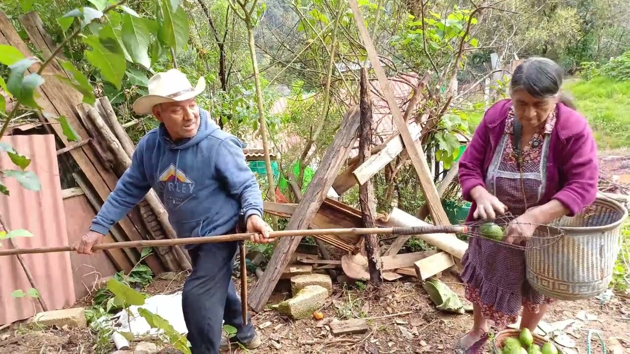 ✅️😃As&iacute; cortamos chiles canarios y aguacates en nuestro jard&iacute;n 🤠😃