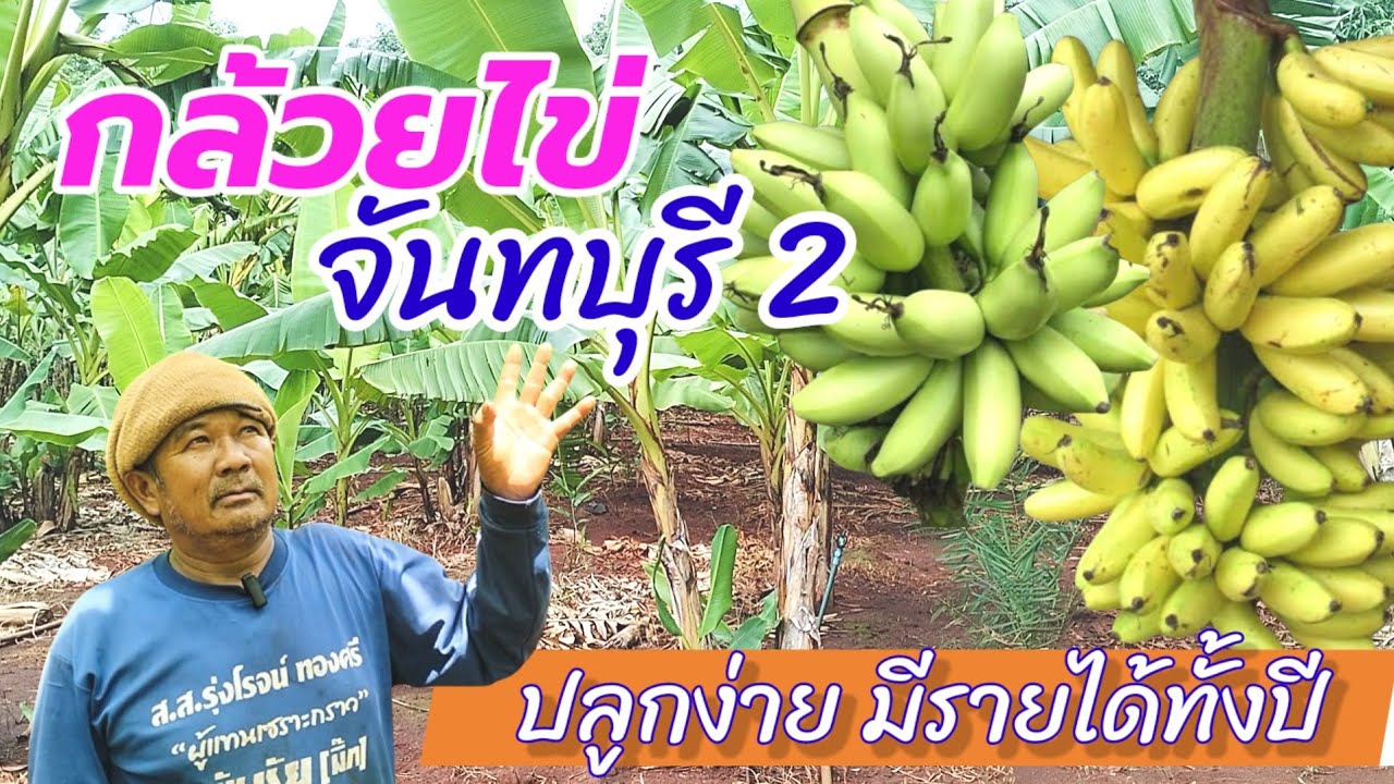 กล้วยไข่ จันทบุรี 2 ปลูกง่าย มีรายได้ทั้งปี