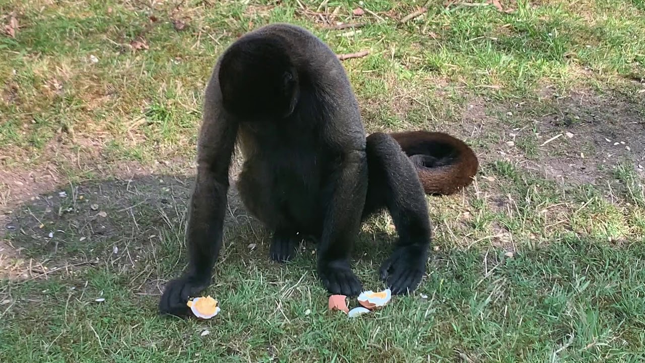 Easter Egg Hunt for the Woolly Monkeys in Levar's Group