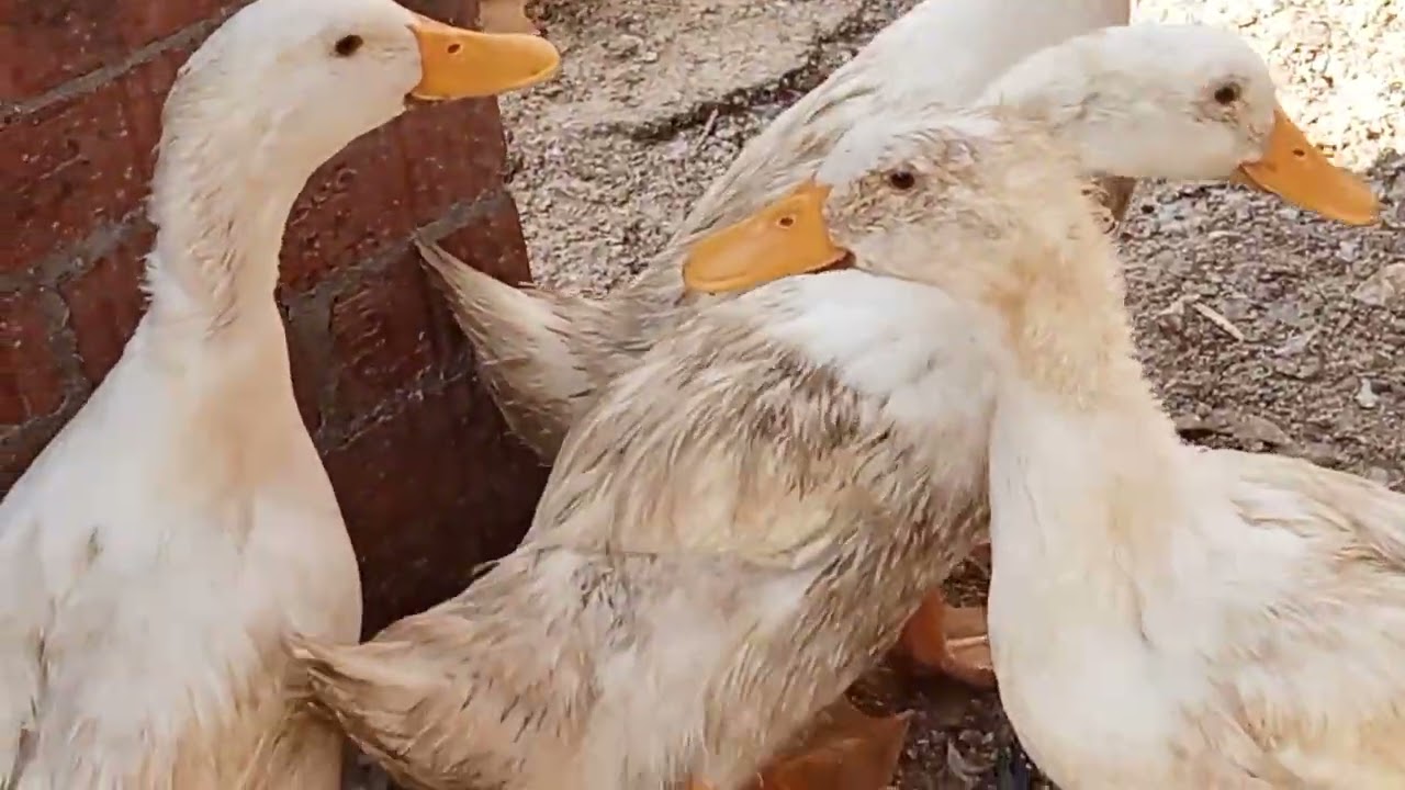 خلطة تسمين البط مع اضافات من بواقى المطبخ 👍👍