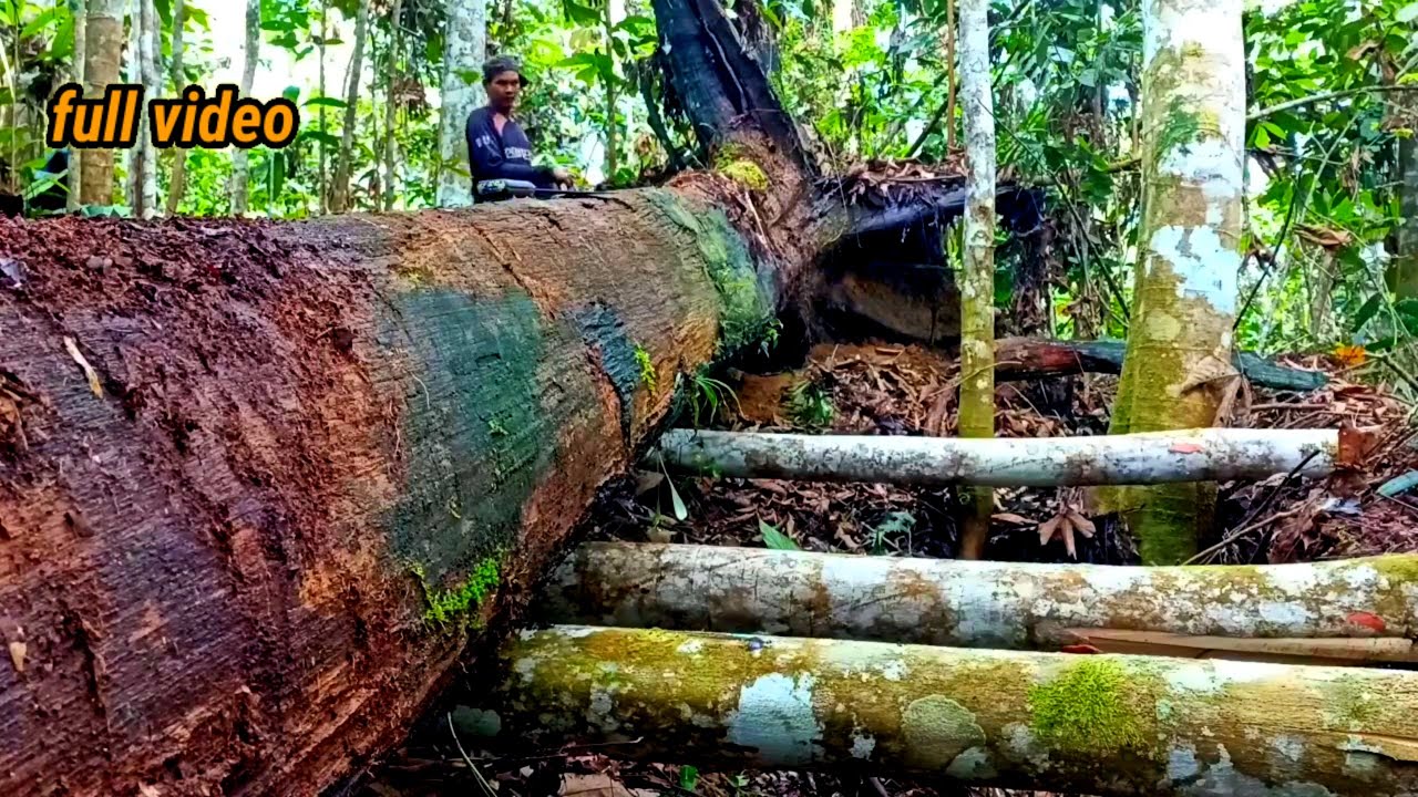 Full kayu ulin di dalam jurang‼️ penemuan menakjubkan dari lebatnya hutan tropis kalimantan