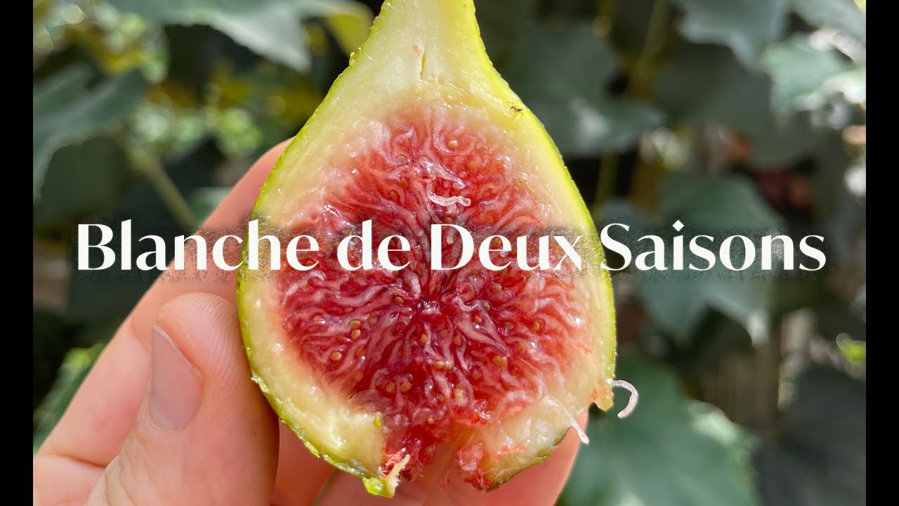Blanche de Deux Saisons