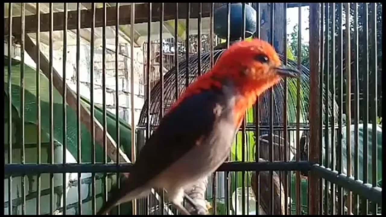 MASTERAN BURUNG KEMADE CABE CABEAN BUNGA API JANTAN GACOR || Cocok Buat Pancingan