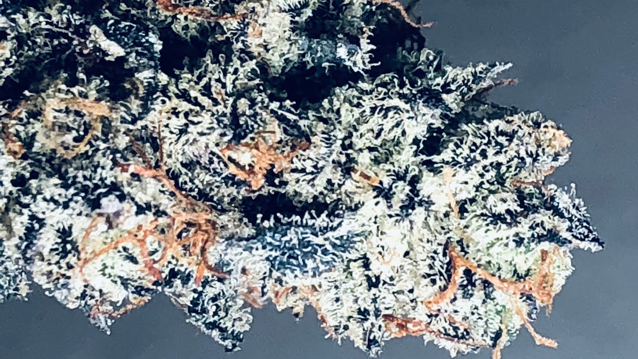 White Truffle strain review