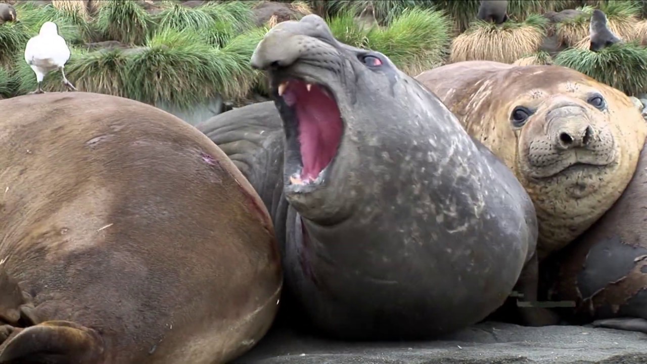 9,000 lb Giant Elephant Seals in the Falkland Islands!