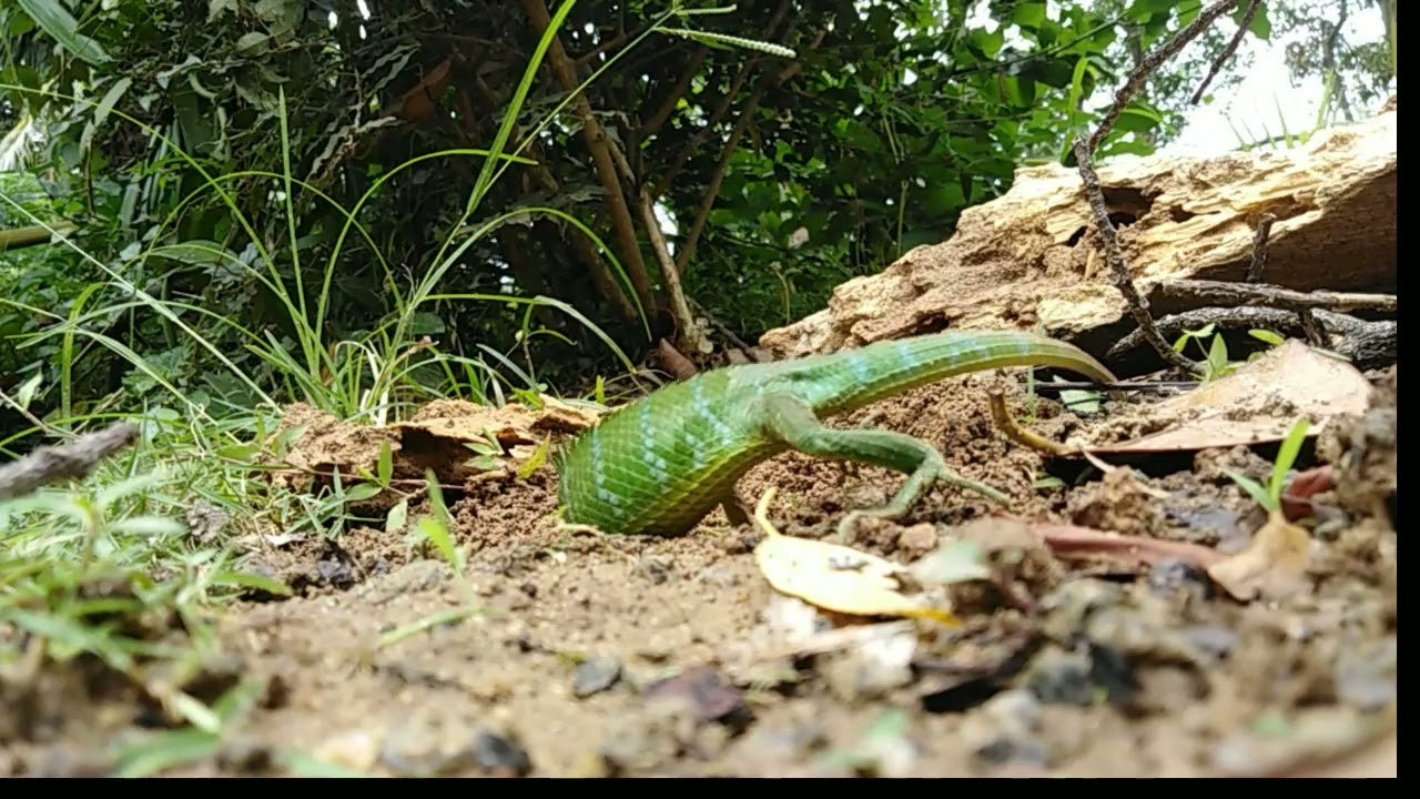 Mother Lizard