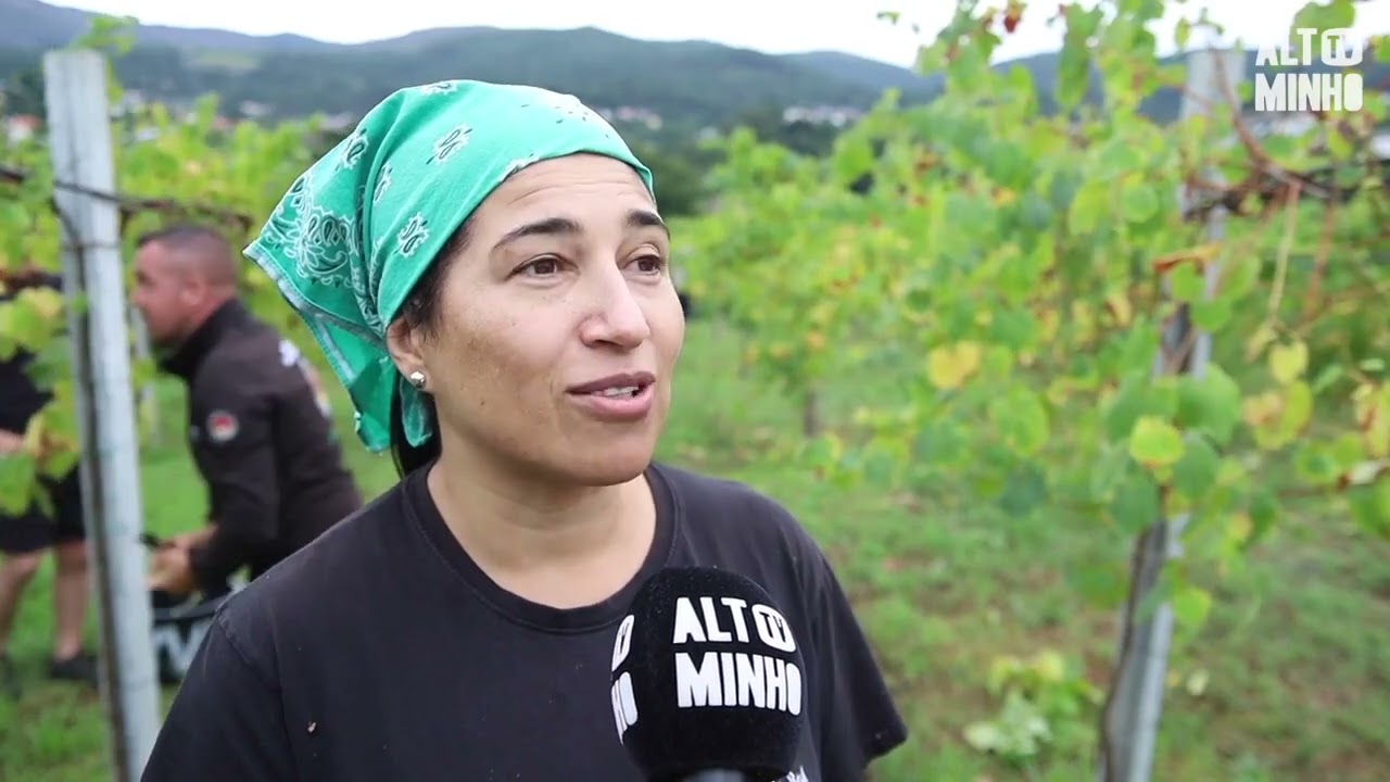 Vindimas 2023 | Melgaço