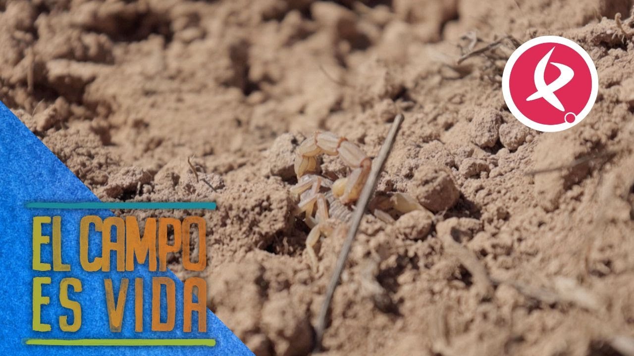 Un alacrán sorprende a Los Mellis en la tarea de retirar piedras del cultivo | El campo es vida