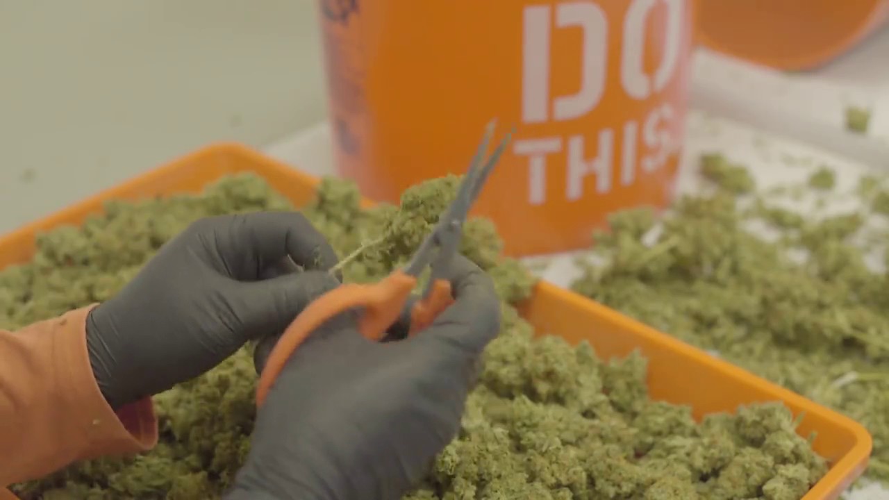 Hand Trimming at Deep Roots Harvest
