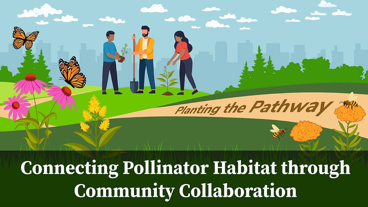 Planting the Pathway: Connecting Pollinator Habitat through Community Collaboration