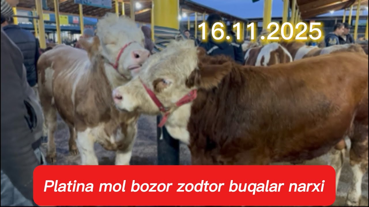 PLATINA MOL BOZOR ZOTOR BUQALAR NARXI