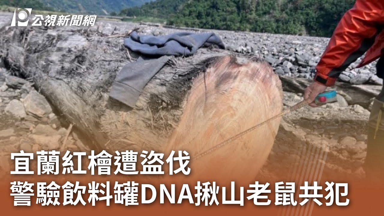 宜蘭紅檜遭盜伐  警驗飲料罐DNA揪山老鼠共犯｜20241108 公視中晝新聞