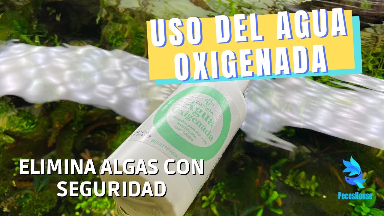 CÓMO usar AGUA OXIGENADA en ACUARIO - Remedio ANTIALGAS