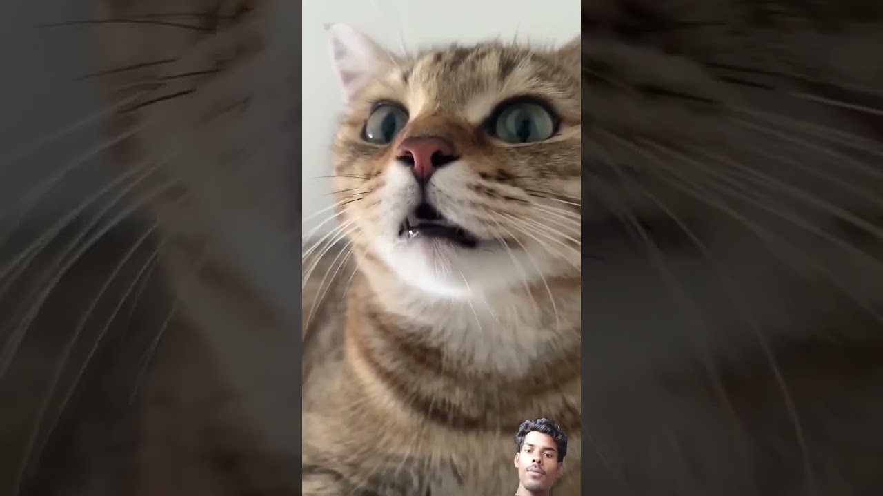 billi ka viral video #cat #funny #cute #cutecat #kitten #shotfeed #viral #cutecates #aishorts