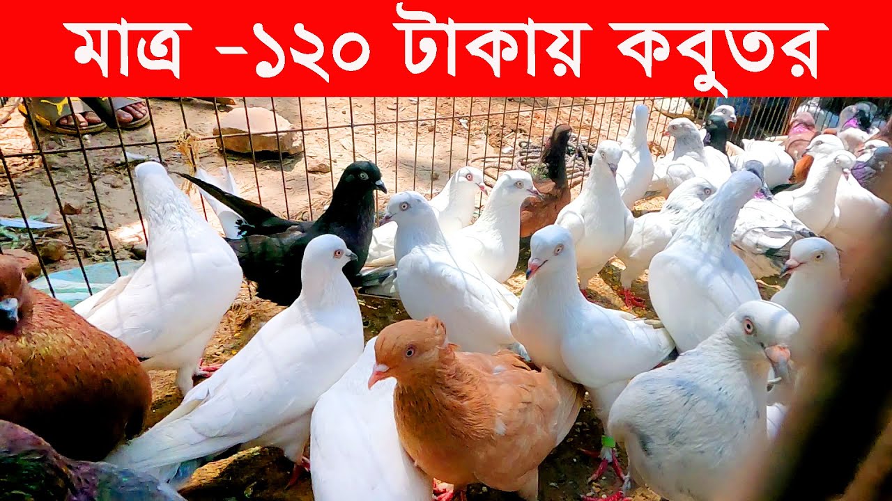 মাত্র -১২০ টাকায় কবুতর | kobutor hat 2023 | pigeon market in bangladesh | hasnabad kobutor hat