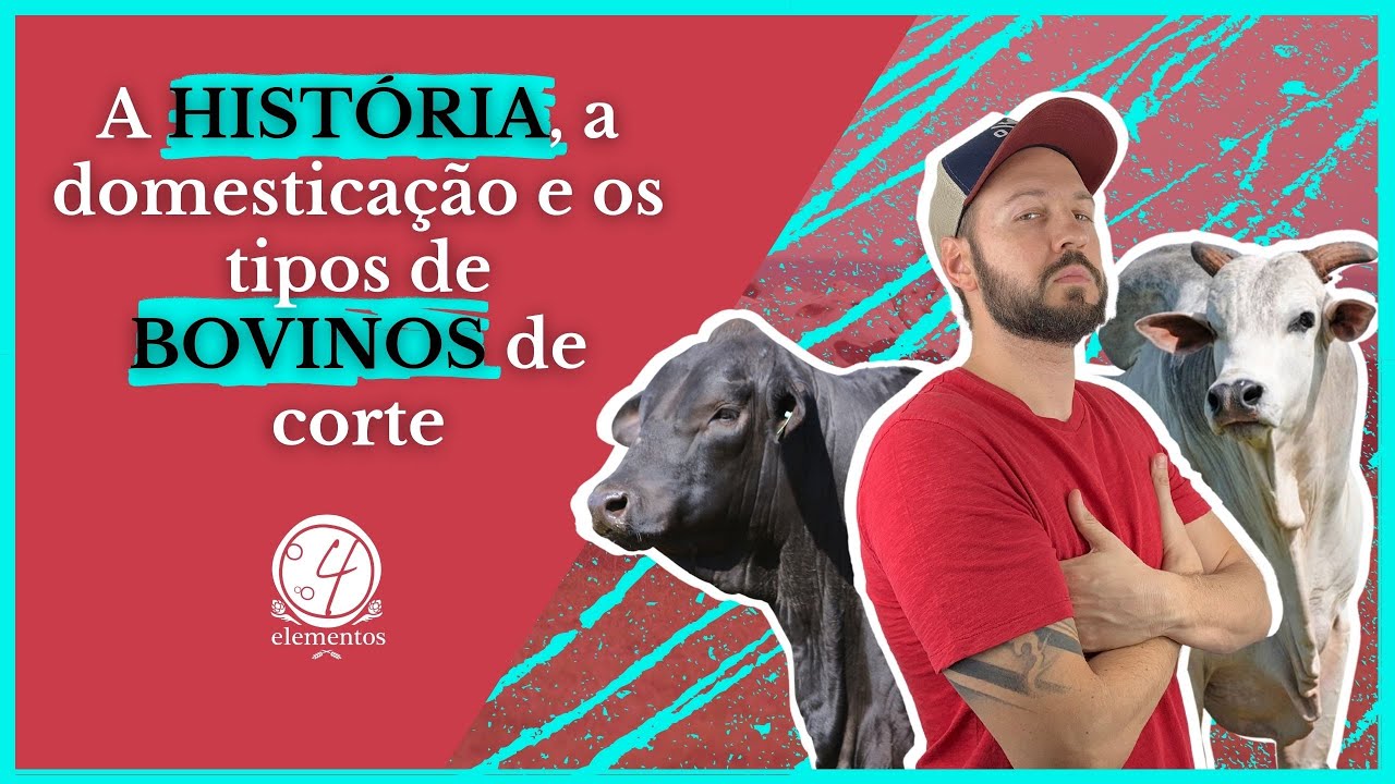 🍖 | OS 2 TIPOS DE RA&Ccedil;AS DE BOI DE CORTE NO BRASIL E SUA HIST&Oacute;RIA DE DOMESTICA&Ccedil;&Atilde;O | 🤘