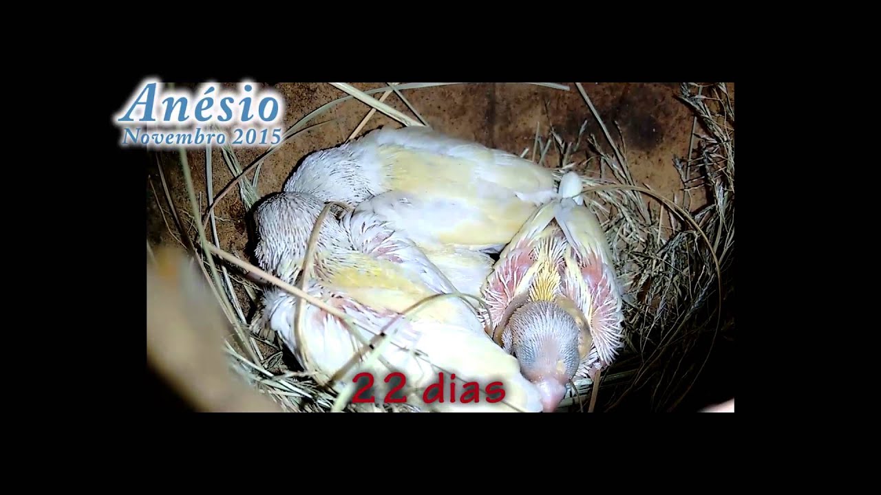Diamante Gould e 4 Filhotes. Da construção do ninho até os filhotes voar