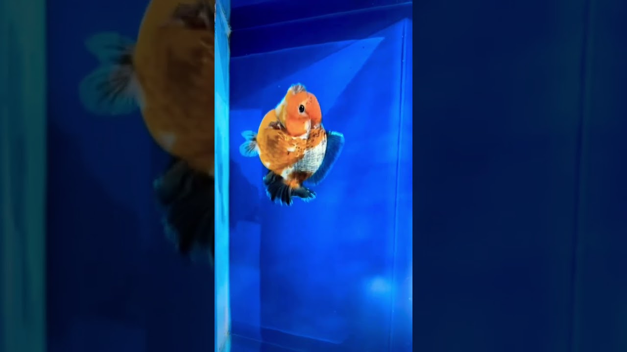 #bettafish #bettacollection #oranda_goldfish #ranchu_goldfish #rarebetta #importedfish #aquarium