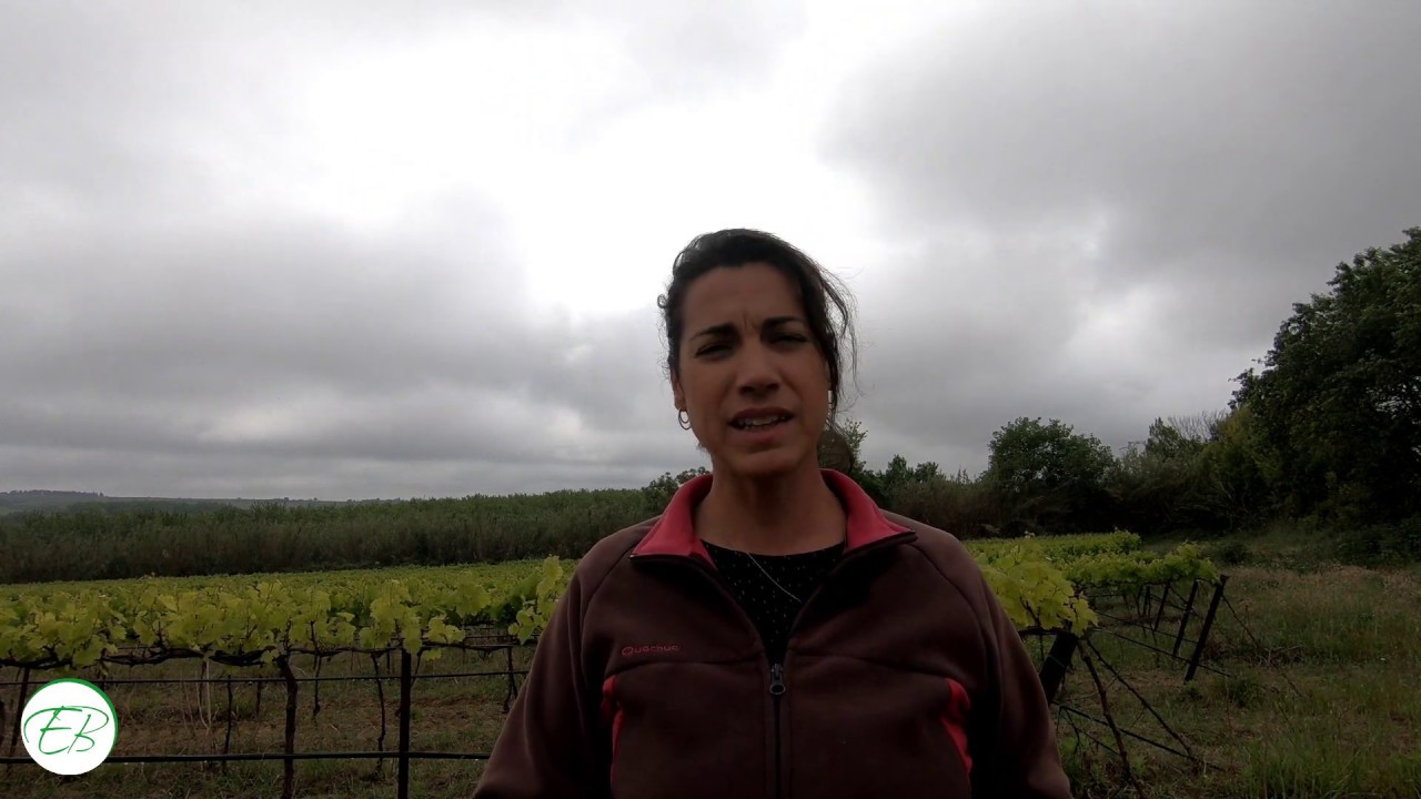 Problème de chlorose dans une vigne