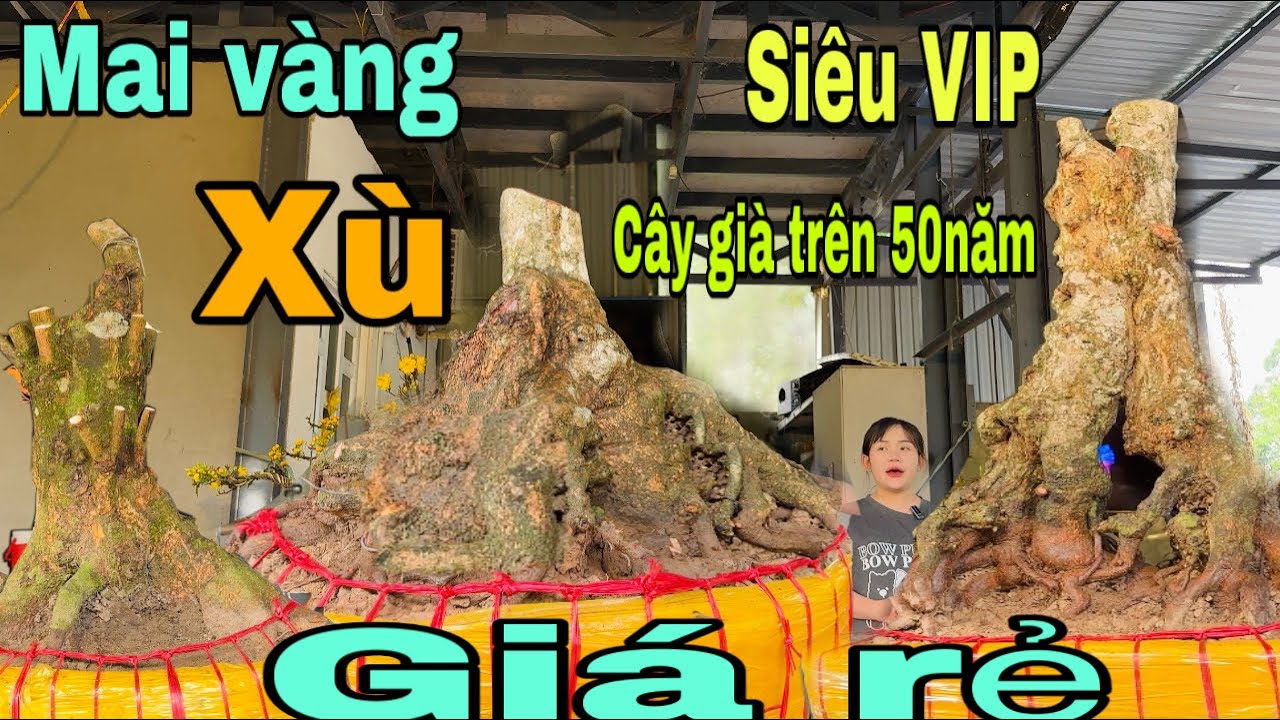 Mai vàng xù siêu vip giá rẻ ngày 7/1/2026 Xuân 0776000017