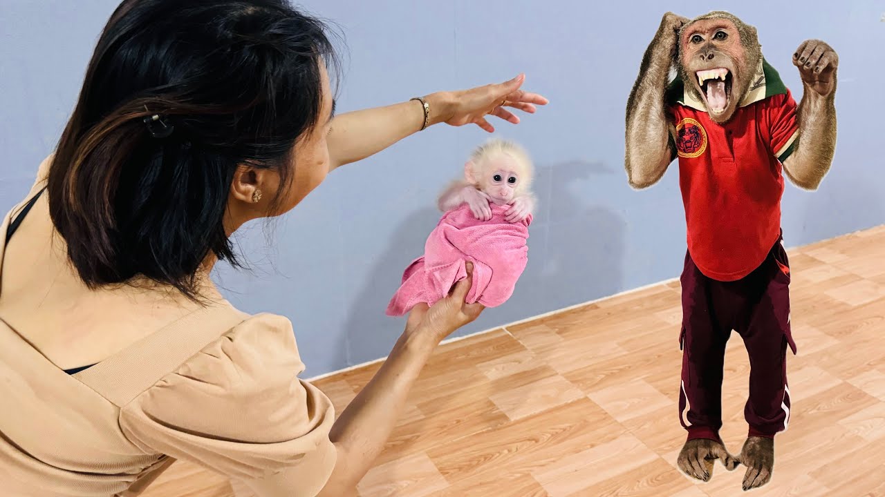 ABU panic and confusion when first came into contact with poor baby monkey!