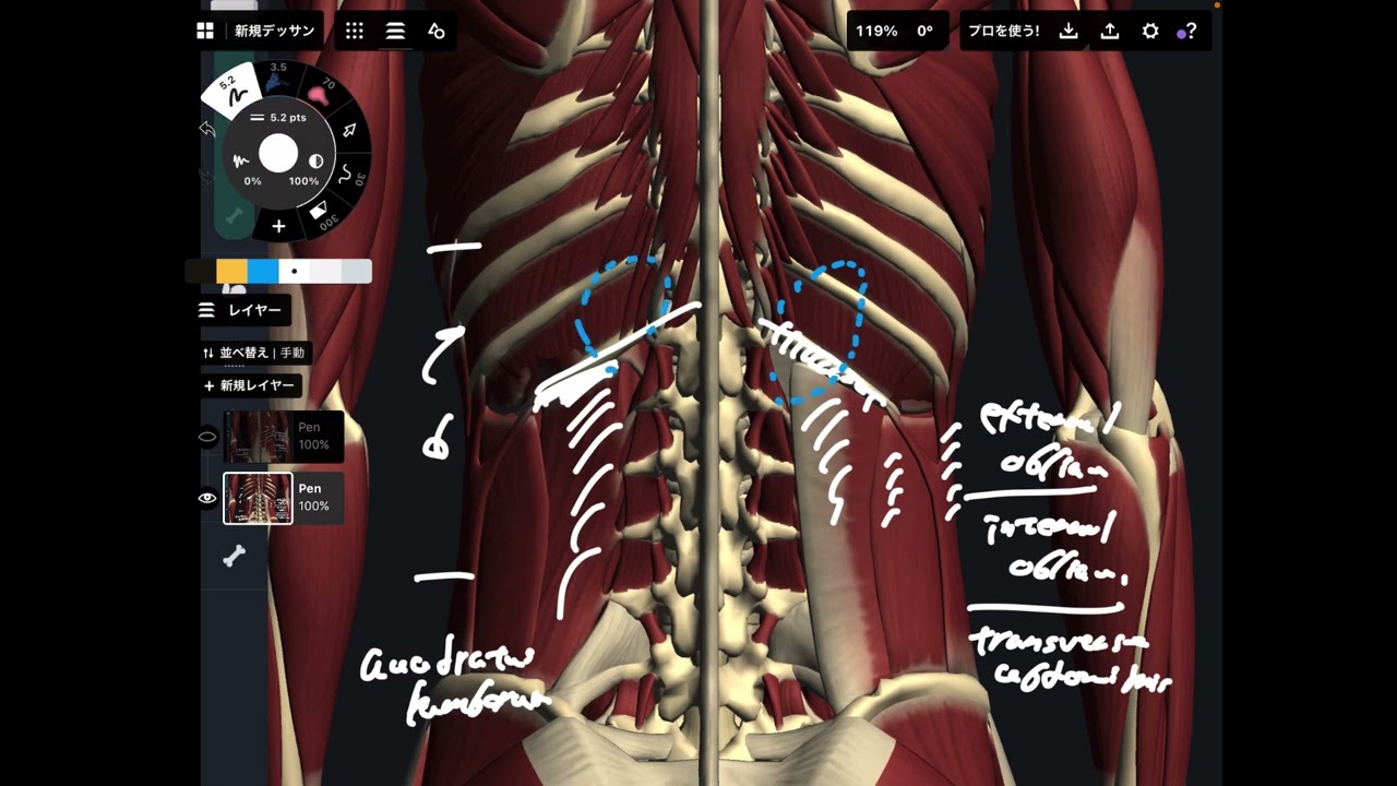 Anatomy of muscles and connective tissue around 12th rib