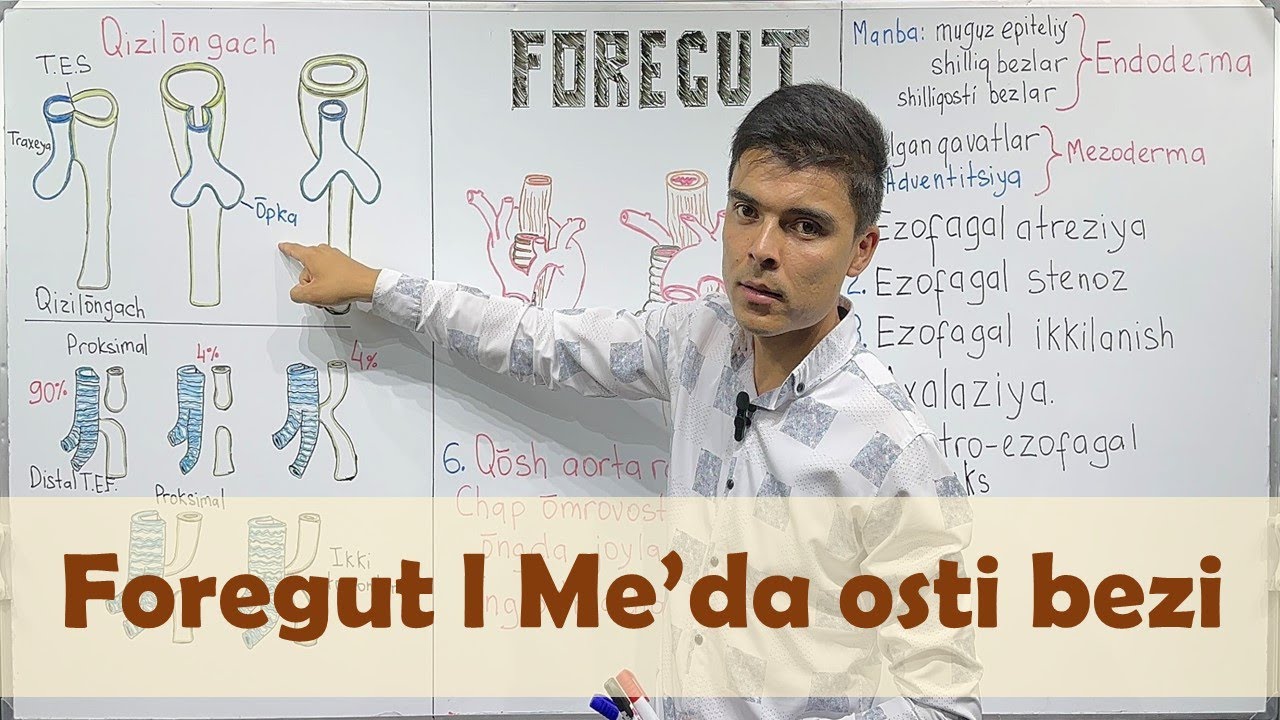 Foregut: Me’da osti bezi