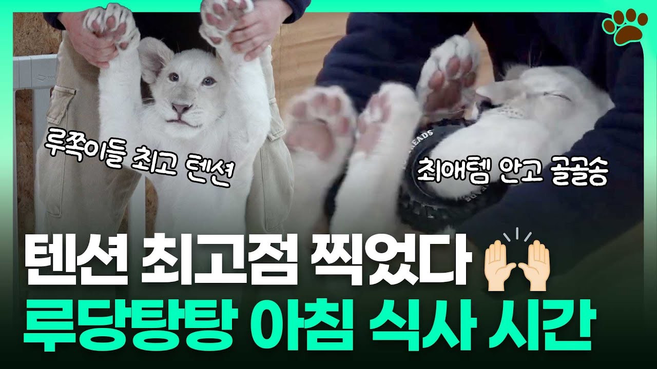 🦁루루남매의 에너지 급상승 아이템을 찾았다!? '너만 보인단 말이야~❤️'ㅣTBC e슈