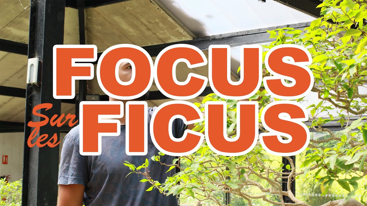 FOCUS sur les FICUS