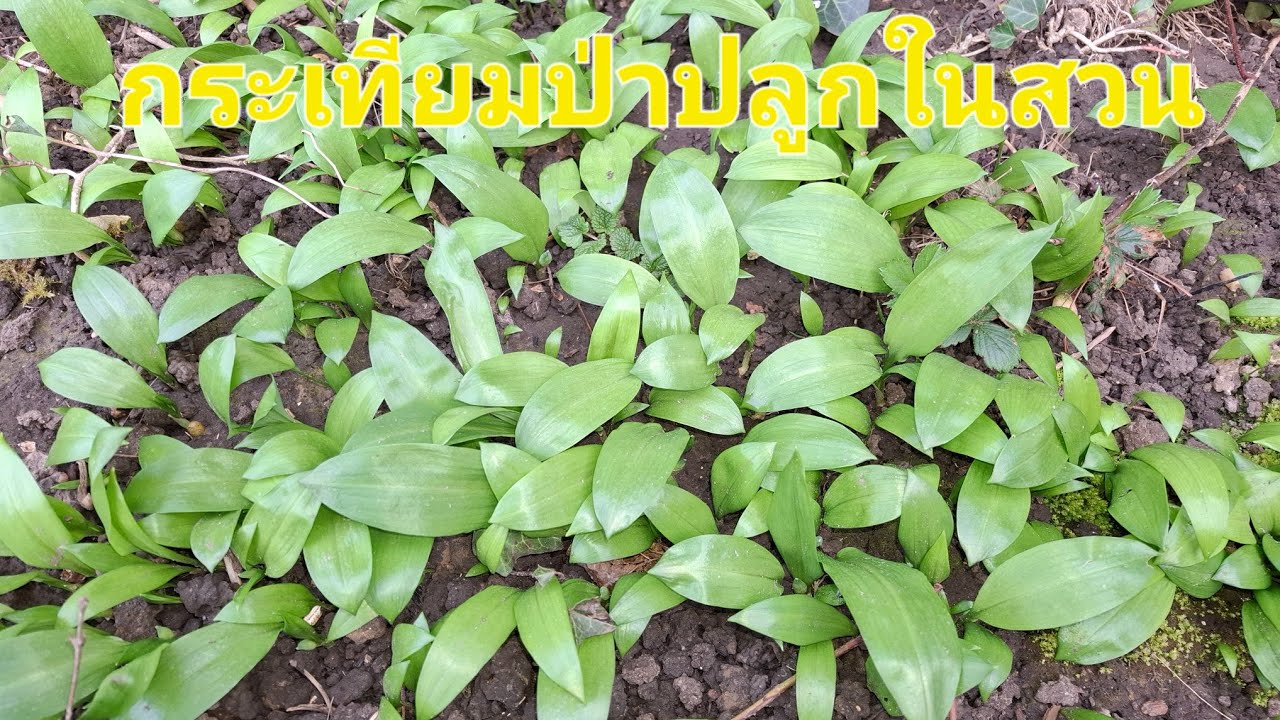 กระเทียมป่าปลูกไว้ในสวนกำลังขึ้นงามๆ